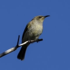 Lichmera indistincta at Agnes Water, QLD - 5 Aug 2023 04:10 PM