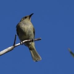 Lichmera indistincta at Agnes Water, QLD - 5 Aug 2023