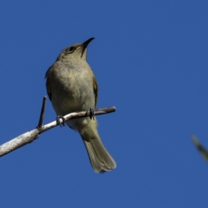 Lichmera indistincta at Agnes Water, QLD - 5 Aug 2023 04:10 PM