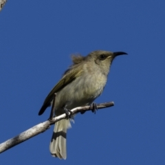 Lichmera indistincta at Agnes Water, QLD - 5 Aug 2023 04:10 PM