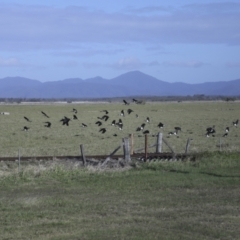 Threskiornis spinicollis (Straw-necked Ibis) at Lethebrook, QLD - 6 Aug 2023 by AlisonMilton