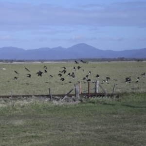 Threskiornis spinicollis at Lethebrook, QLD - 7 Aug 2023 09:52 AM