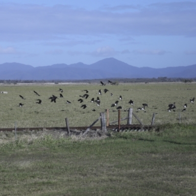Threskiornis spinicollis (Straw-necked Ibis) at Lethebrook, QLD - 7 Aug 2023 by AlisonMilton