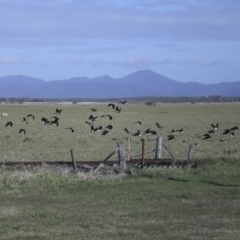 Threskiornis spinicollis at Lethebrook, QLD - 7 Aug 2023 09:52 AM