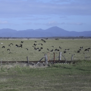 Threskiornis spinicollis at Lethebrook, QLD - 7 Aug 2023 09:52 AM