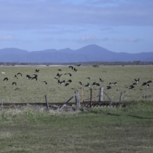 Threskiornis spinicollis at Lethebrook, QLD - 7 Aug 2023