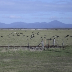Threskiornis spinicollis at Lethebrook, QLD - 7 Aug 2023 09:52 AM