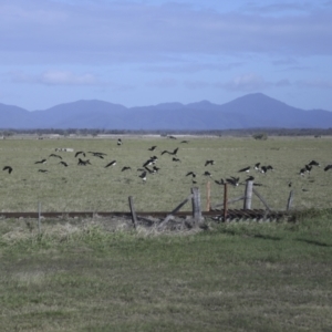 Threskiornis spinicollis at Lethebrook, QLD - 7 Aug 2023