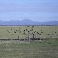 Threskiornis spinicollis at Lethebrook, QLD - 7 Aug 2023 09:52 AM