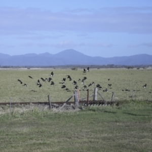 Threskiornis spinicollis at Lethebrook, QLD - 7 Aug 2023