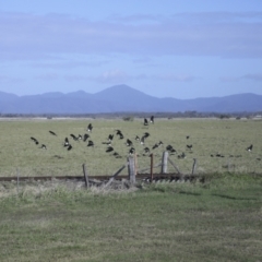 Threskiornis spinicollis at Lethebrook, QLD - 7 Aug 2023