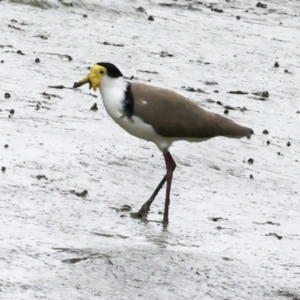 Vanellus miles at Preston, QLD - 7 Aug 2023