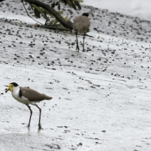 Vanellus miles at Preston, QLD - 7 Aug 2023