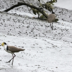 Vanellus miles at Preston, QLD - 7 Aug 2023