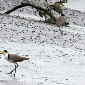 Vanellus miles at Preston, QLD - 7 Aug 2023