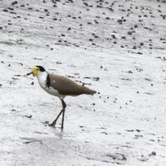 Vanellus miles at Preston, QLD - 7 Aug 2023