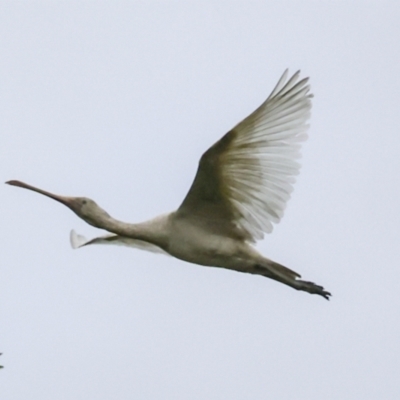 Platalea flavipes (Yellow-billed Spoonbill) at Preston, QLD - 7 Aug 2023 by AlisonMilton