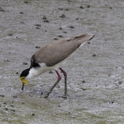 Vanellus miles (Masked Lapwing) at Preston, QLD - 7 Aug 2023 by AlisonMilton