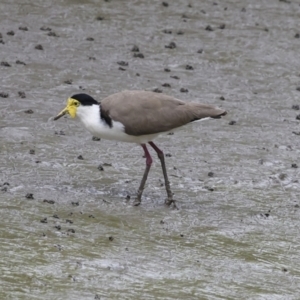 Vanellus miles at Preston, QLD - 7 Aug 2023