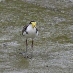 Vanellus miles at Preston, QLD - 7 Aug 2023