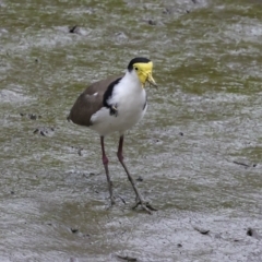 Vanellus miles at Preston, QLD - 7 Aug 2023