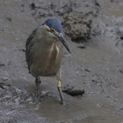 Butorides striata (Striated Heron) at Preston, QLD - 7 Aug 2023 by AlisonMilton