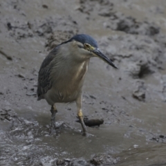 Butorides striata at Preston, QLD - 7 Aug 2023