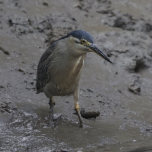 Butorides striata at Preston, QLD - 7 Aug 2023