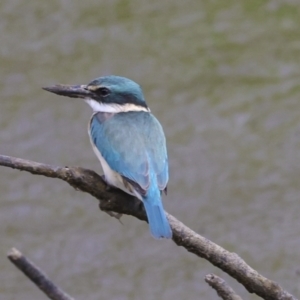 Todiramphus sanctus at Preston, QLD - 7 Aug 2023