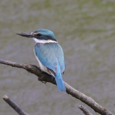 Todiramphus sanctus (Sacred Kingfisher) at Preston, QLD - 7 Aug 2023 by AlisonMilton