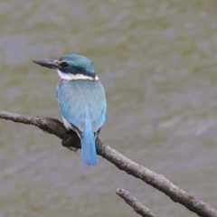 Todiramphus sanctus at Preston, QLD - 7 Aug 2023