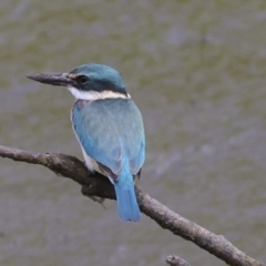 Todiramphus sanctus at Preston, QLD - 7 Aug 2023