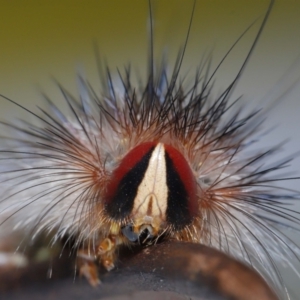 Epicoma (genus) at Wellington Point, QLD - 5 Sep 2023