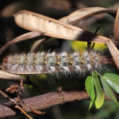 Epicoma (genus) at Wellington Point, QLD - suppressed