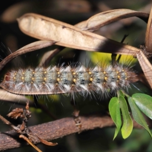 Epicoma (genus) at Wellington Point, QLD - 5 Sep 2023