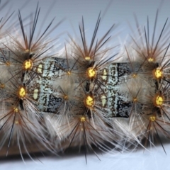 Epicoma (genus) at Wellington Point, QLD - 5 Sep 2023