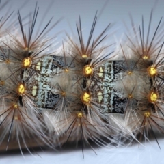 Epicoma (genus) at Wellington Point, QLD - suppressed