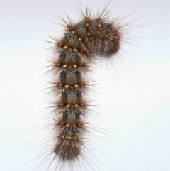 Epicoma (genus) at Wellington Point, QLD - suppressed