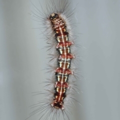 Epicoma (genus) at Wellington Point, QLD - suppressed