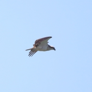 Pandion haliaetus at Wellington Point, QLD - 7 Sep 2023