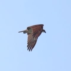 Pandion haliaetus at Wellington Point, QLD - 7 Sep 2023