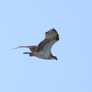 Pandion haliaetus at Wellington Point, QLD - suppressed