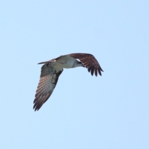 Pandion haliaetus at Wellington Point, QLD - 7 Sep 2023