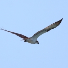 Pandion haliaetus at Wellington Point, QLD - suppressed