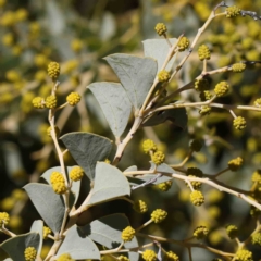 Acacia cultriformis (Knife Leaf Wattle) at Canberra Central, ACT - 31 Aug 2023 by ConBoekel