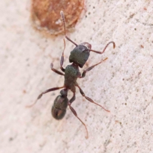 Rhytidoponera metallica at Acton, ACT - 31 Aug 2023