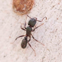 Rhytidoponera metallica (Greenhead ant) at Acton, ACT - 31 Aug 2023 by ConBoekel