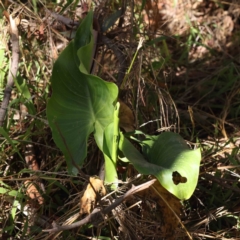 Zantedeschia aethiopica (Arum Lily) at Canberra Central, ACT - 31 Aug 2023 by ConBoekel