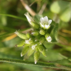 Cerastium glomeratum (Sticky Mouse-ear Chickweed) at Sullivans Creek, Turner - 30 Aug 2023 by ConBoekel