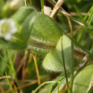 Cerastium glomeratum at Turner, ACT - 30 Aug 2023